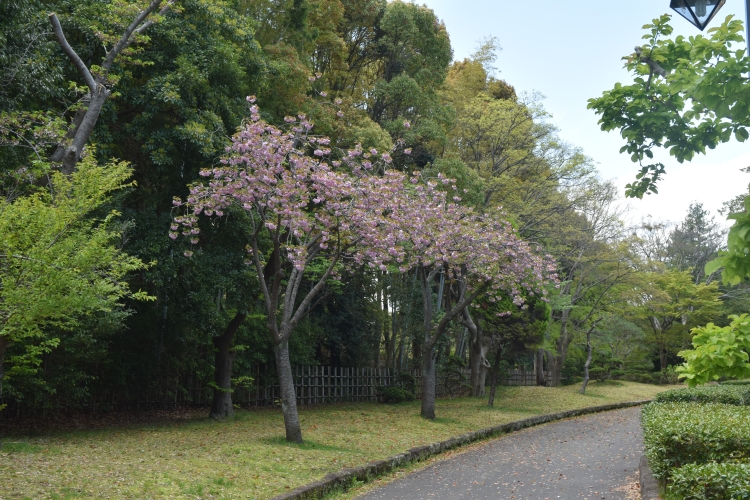 桜の開花状況