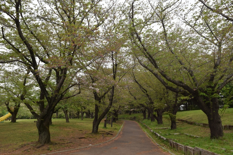 桜の開花状況