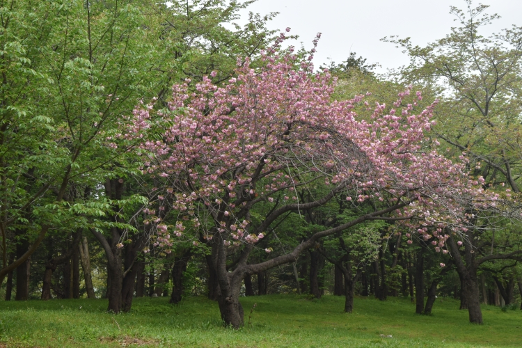 桜の開花状況