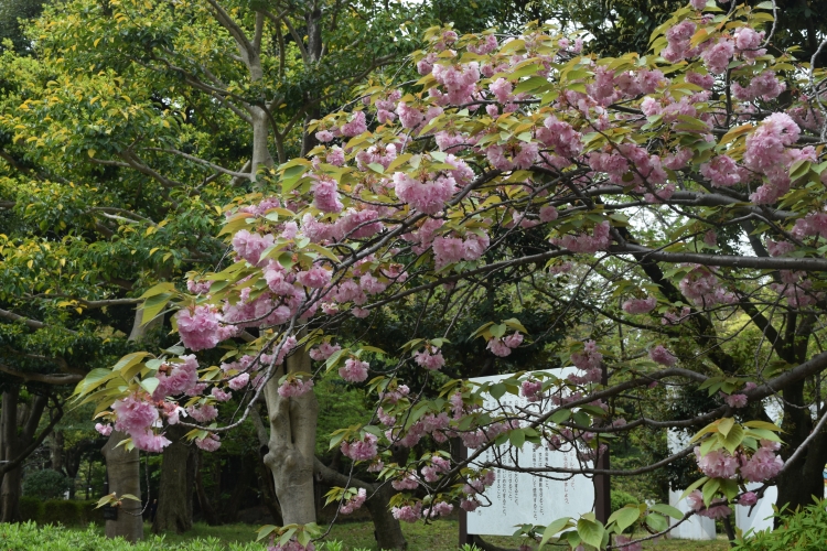 桜の開花状況