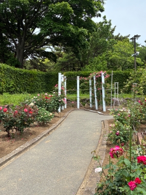春バラの写真