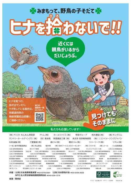 「ヒナを拾わないで」チラシ（表面）