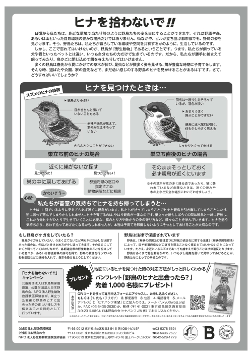 「ヒナを拾わないで」チラシ（裏面）