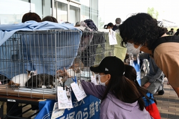 過去の譲渡会の様子