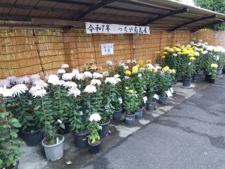 土屋菊花展
