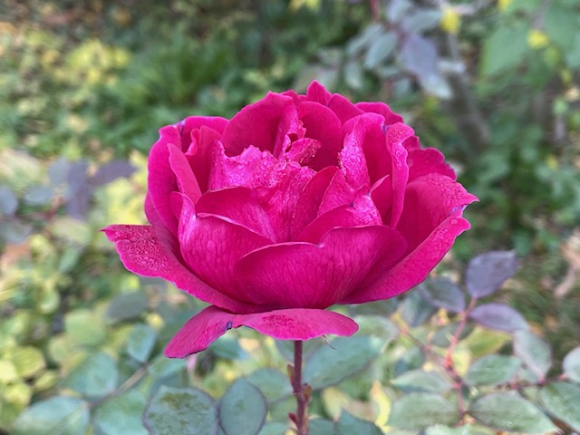 令和7年秋の花菜ガーデンの宮沢賢治ゆかりのバラアップ写真