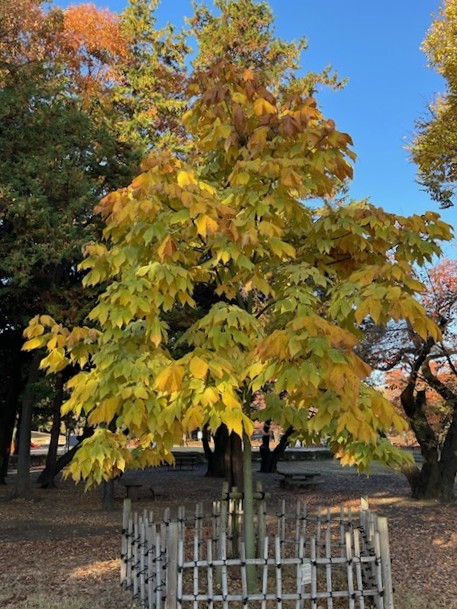 11月21日（金曜日）