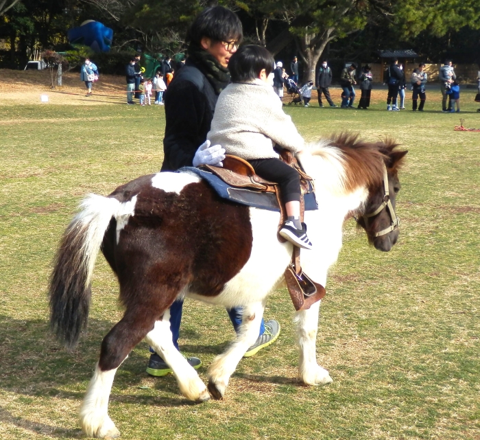 ふれあい動物村ポニー体験の写真