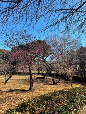 1月7日梅写真1