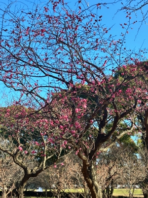 1月7日梅写真2