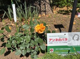 アンネのバラの画像
