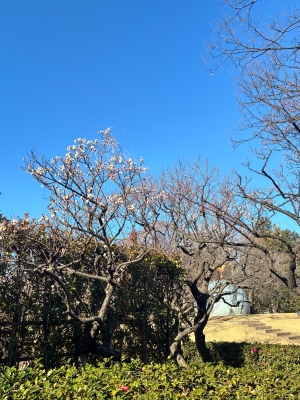 1月14日梅写真1
