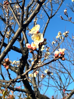 1月14日梅写真2