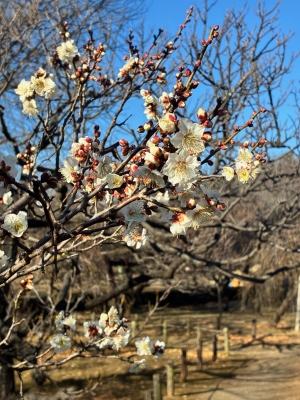 1月14日梅写真4