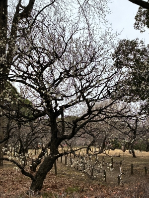 1月21日梅写真2