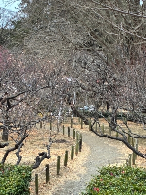 1月21日梅写真1