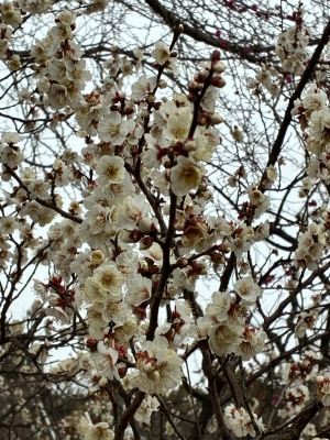 1月21日梅写真4