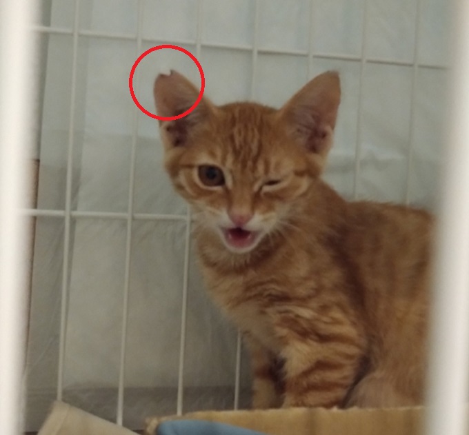 不妊去勢手術をして耳カットのある猫の写真