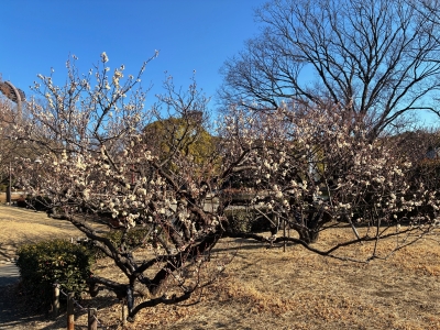 2月4日梅写真1