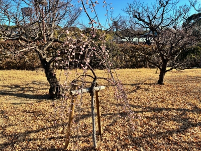 2月4日梅写真3
