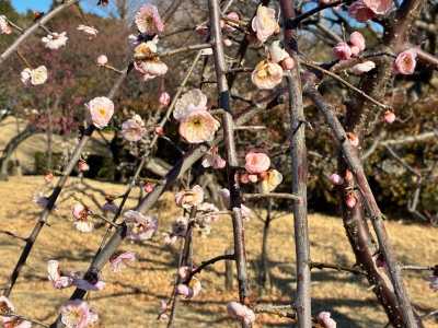 2月4日梅写真4