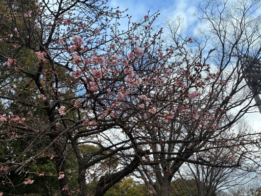 2月13日桜写真1