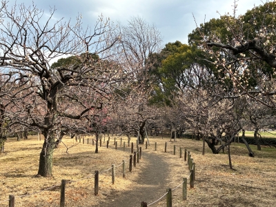 2月13日梅写真3