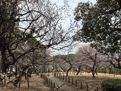 2月13日梅写真4