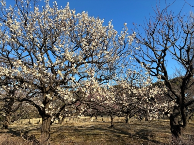 2月18日梅写真2