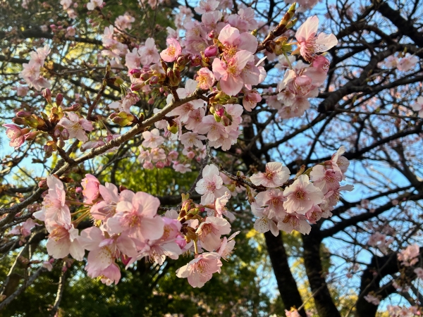 2月18日桜写真2