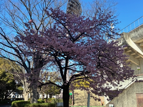 2月26日桜写真1