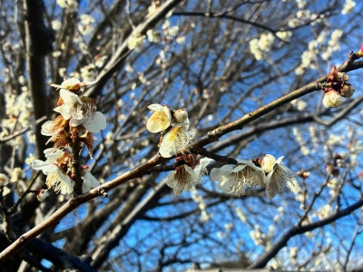 3月4日梅写真4