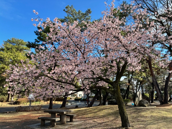 3月4日桜写真4