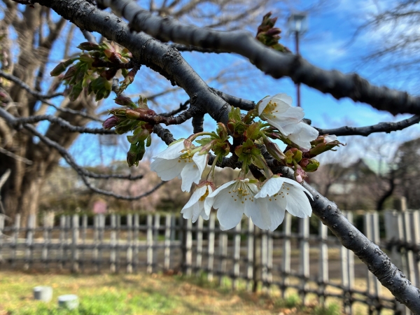 3月4日桜写真6