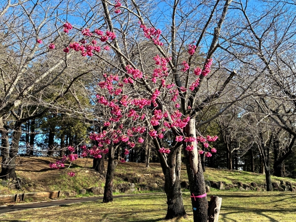 3月12日桜写真6