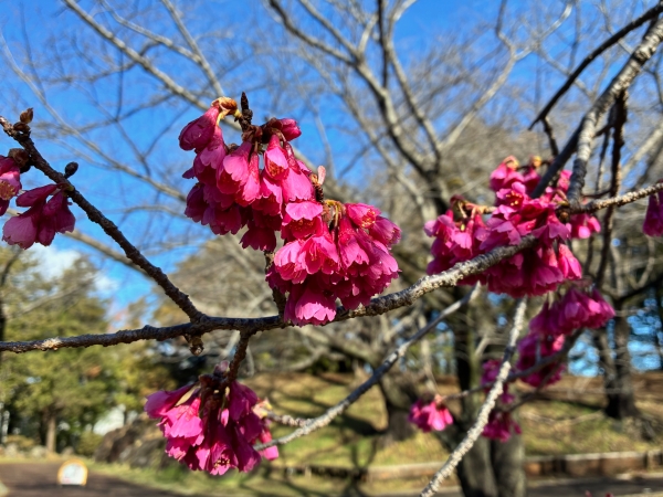3月12日桜写真7