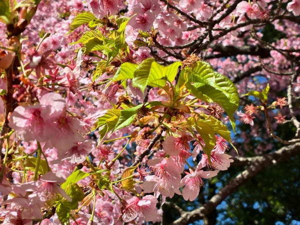 3月4日桜写真2
