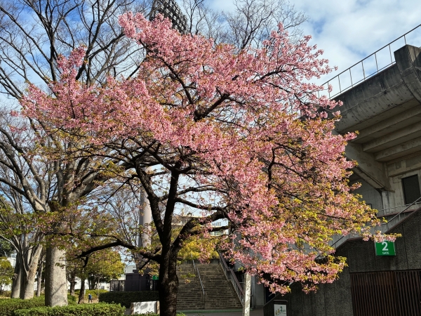 3月12日桜写真1