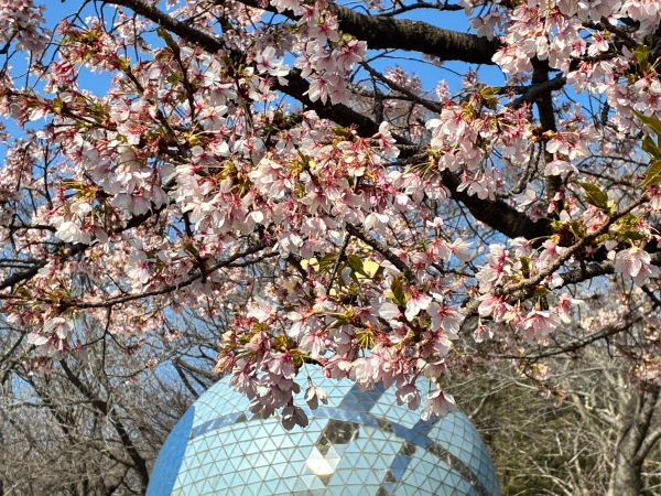 3月12日桜写真3