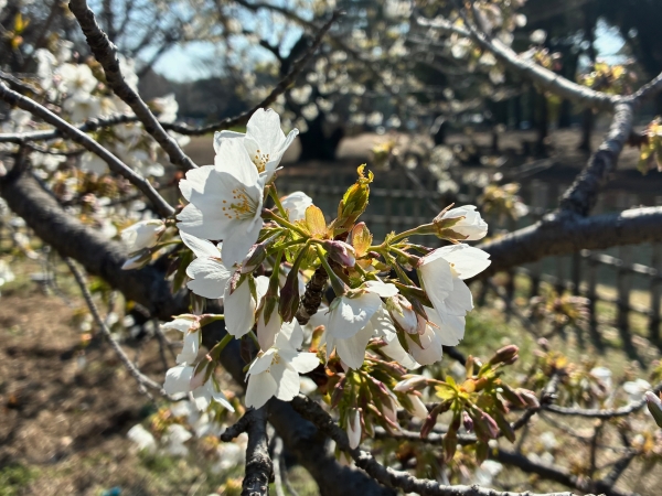 3月12日桜写真5