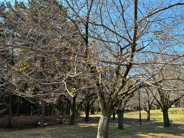 3月12日桜写真10