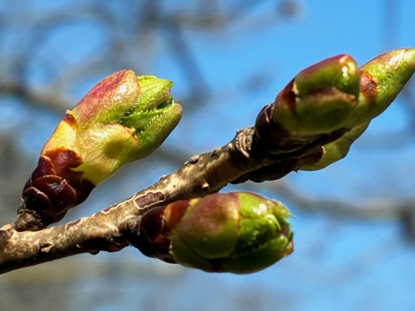 3月12日桜写真11