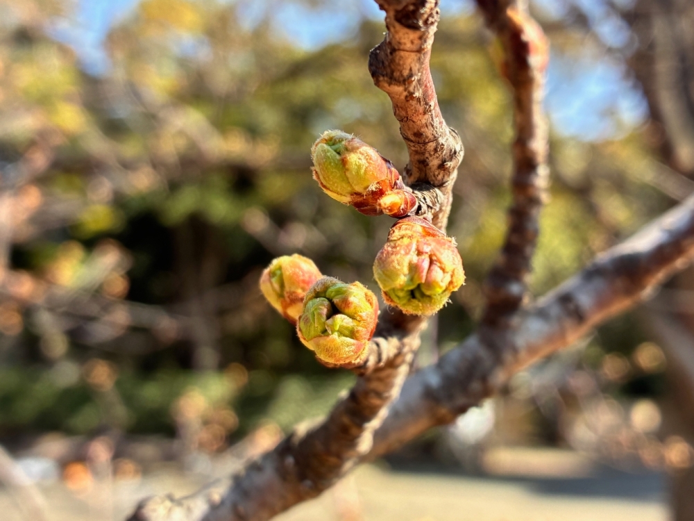 3月12日桜写真13