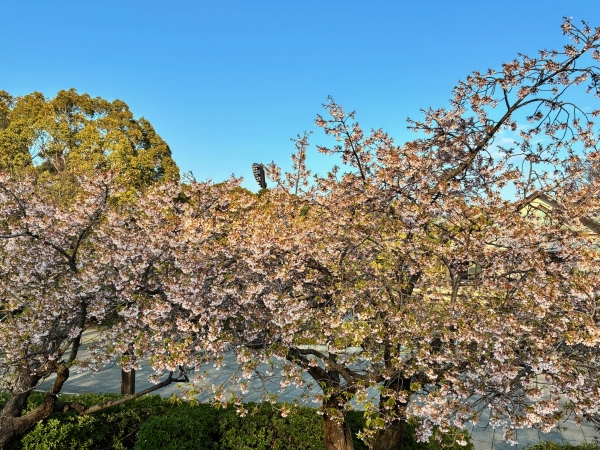 3月18日桜写真1
