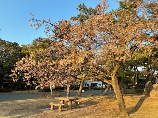 3月18日桜写真2