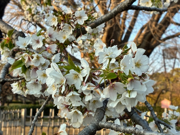 3月18日桜写真4