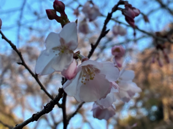 3月18日桜写真6