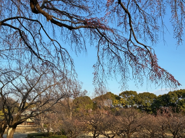 3月18日桜写真7