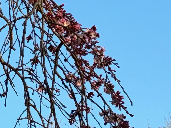 3月18日桜写真8