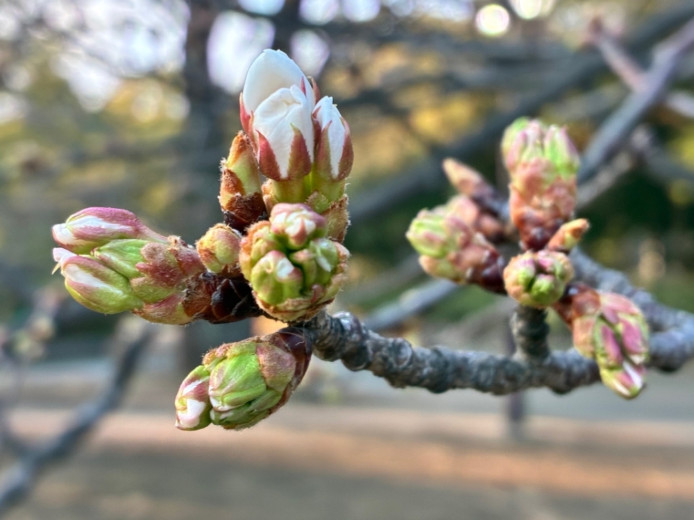 3月18日桜写真10